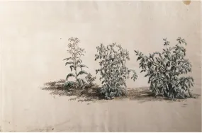 Company School (Nineteenth-Century), [Study of Three Bushes]