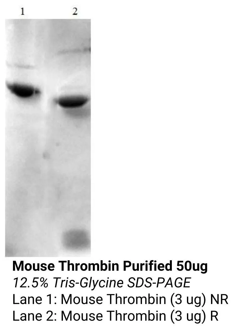 *Mouse Thrombin Purified