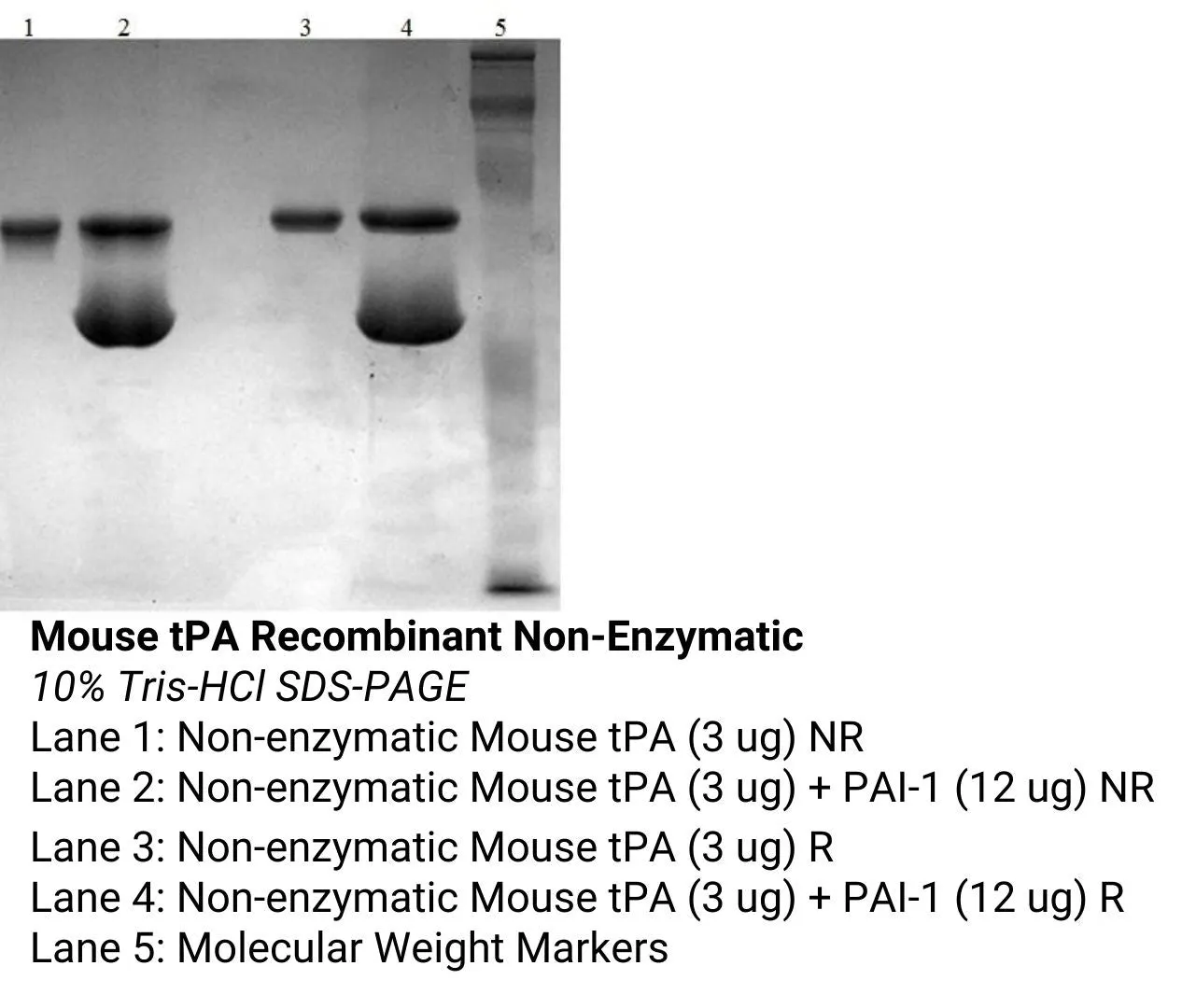 *Mouse tPA Recombinant Non-Enzymatic